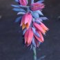 Super Echeveria Shaviana Seeds Pcs 5 Blue Curls Mexican Hens And Chicks