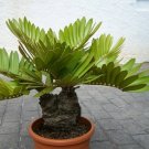 Super Zamia Furfuracea Seeds Pcs 3 Cardboard Palm Cardboard Palm