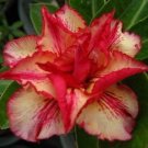 Super Adenium Obesum Mahatap Seeds Pcs 4 Fake Baobab k32 Desert Pink