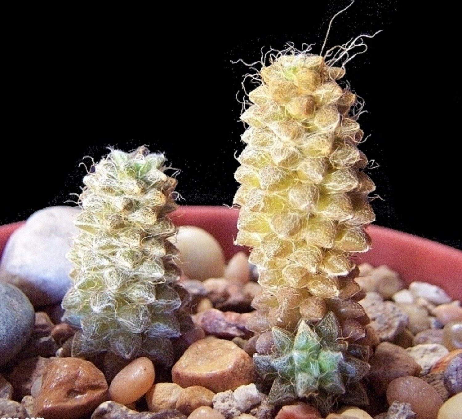 Super Semillas Semi Samen Seeds Pcs 4 Of Anacampseros Filamentosa Love Plant