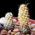 Super Semillas Semi Samen Seeds Pcs 4 Of Anacampseros Filamentosa Love Plant