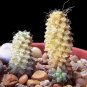 Super Semillas Semi Samen Seeds Pcs 4 Of Anacampseros Filamentosa Love Plant