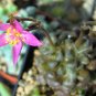Super Semillas Semi Samen Seeds Pcs 4 Of Anacampseros Filamentosa Love Plant
