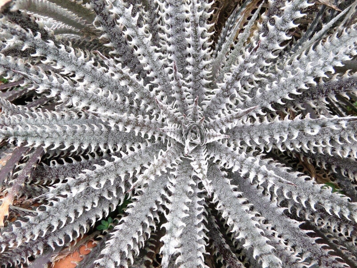 Super Terrestrial Bromeliad Seeds Pcs 4 Of Dyckia Fosteriana g896 Bromeliad