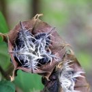 Super Abroma Augusta Rare Seeds Pcs 12 Devils Cotton Devil's Cotton