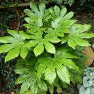 Super Fatsia Japonica Seeds Pcs 5 Japan Aralia Paperplant