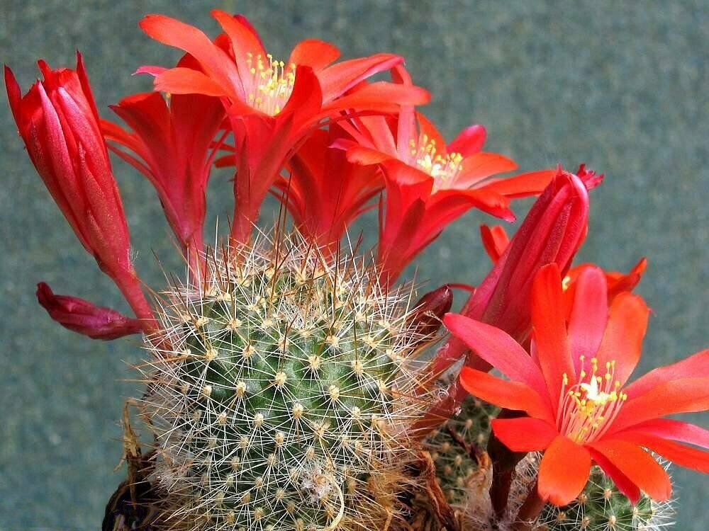 Super Red-Gold Crown Cactus Seeds Pcs 5 Of Rebutia Albiareolata