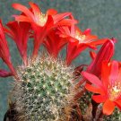 Super Red-Gold Crown Cactus Seeds Pcs 5 Of Rebutia Albiareolata