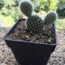 Super Mickey Mouse Cactus Seeds Pcs 5 Rabbit Ear Opuntia Microdasys
