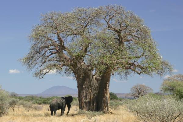 Super Seeds Adansonia Digitata Seeds Pcs 8 Baobab Du Senegal Bonsa&Atilde;&macr; g134 Samen
