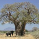 Super Seeds Adansonia Digitata Seeds Pcs 8 Baobab Du Senegal Bonsaï g134 Samen