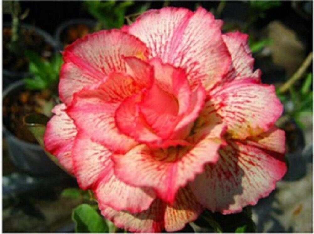 Super Desert Rose Seeds Pcs 4 Baobab Chacal Saumon Adenium Obesum Petsayrung