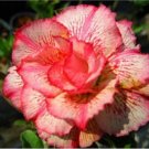 Super Desert Rose Seeds Pcs 4 Baobab Chacal Saumon Adenium Obesum Petsayrung