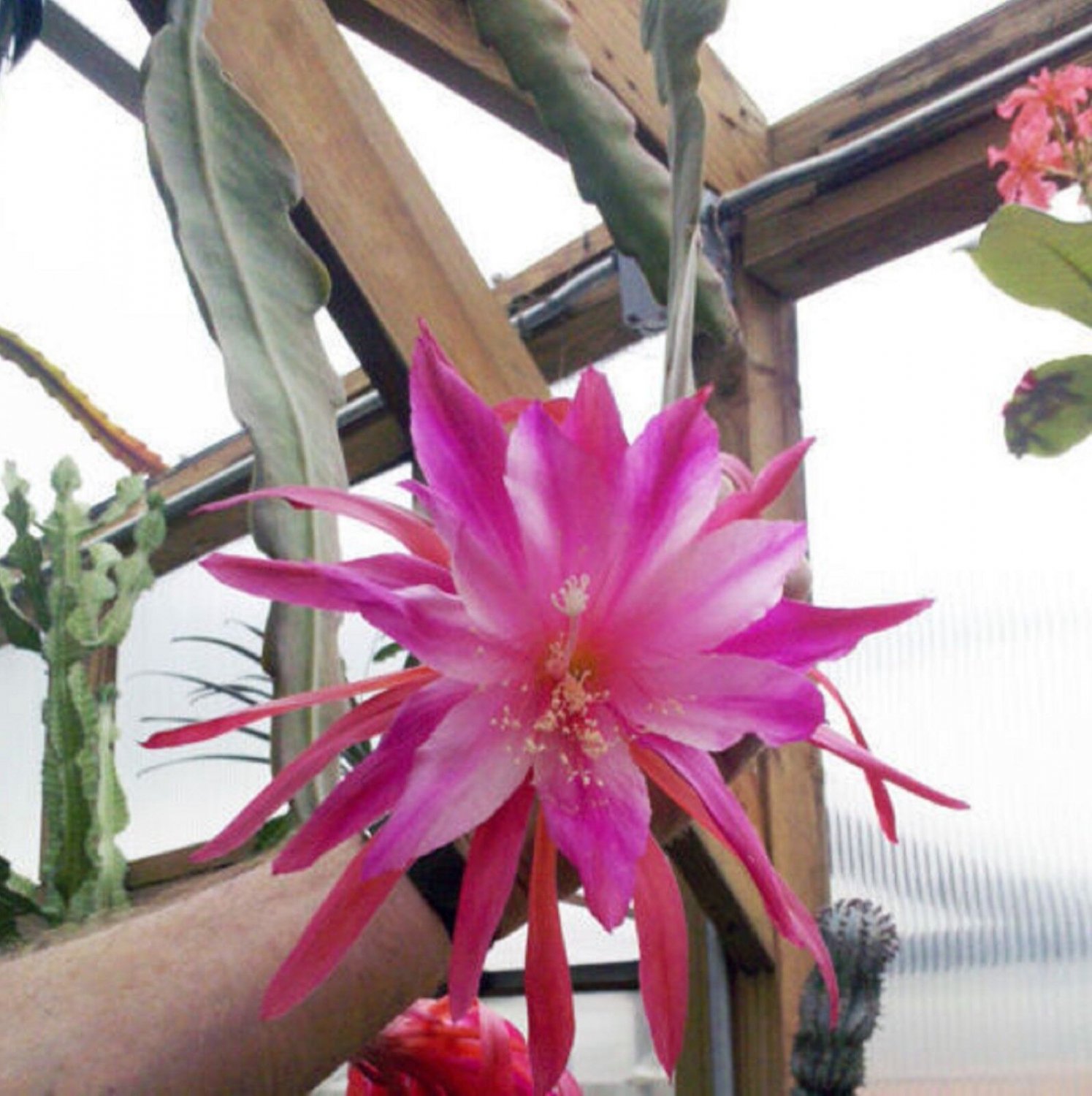 Super Orchid Cactus Epicactus Semi Seeds Pcs 4 Epiphyllum Youre The One