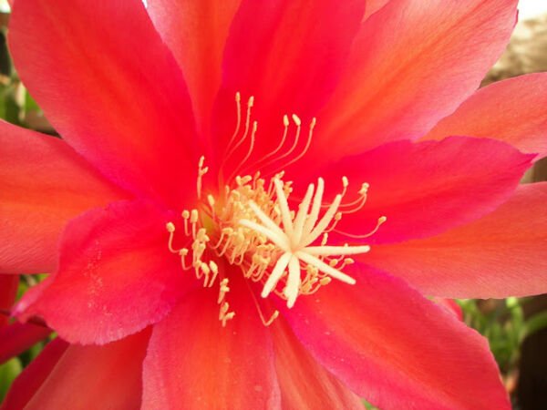 Super Orchid Cactus Epicactus Rare Seeds Pcs 4 Epiphyllum Super Chief