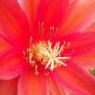Super Orchid Cactus Epicactus Rare Seeds Pcs 4 Epiphyllum Super Chief