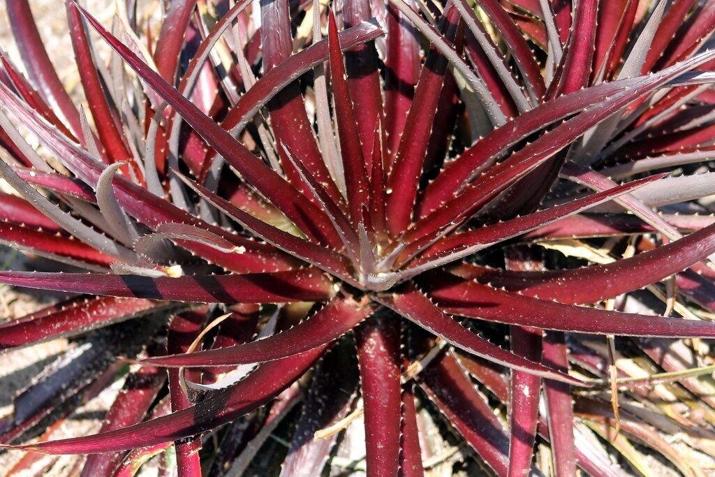 Super Bromeliad Seeds Pcs 12 Dyckia Platyphylla Cherry Coke Bromeliad n500