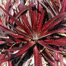 Super Bromeliad Seeds Pcs 12 Dyckia Platyphylla Cherry Coke Bromeliad n500