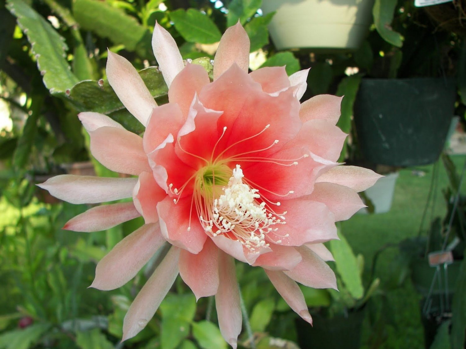 Super Orchid Cactus Seed Seeds Pcs 4 Cactus Orchid Salmon Epiphyllum Argus