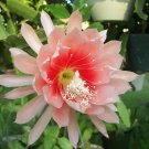 Super Orchid Cactus Seed Seeds Pcs 4 Cactus Orchid Salmon Epiphyllum Argus