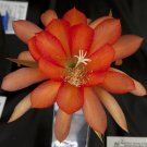 Super Orchid Cactus Epicactus Seeds Pcs 4 Epiphyllum Orange Crush h447 Seed