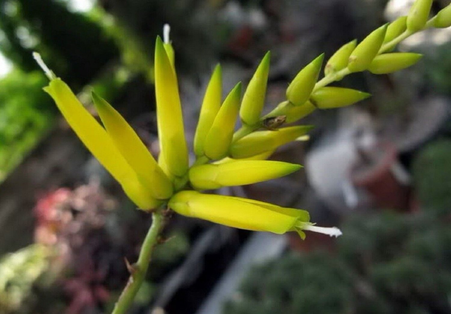 Super Bromeliad Seeds Pcs 8 Deuterocohnia Longipetala Terrestrial Bromeliad h231