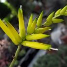 Super Bromeliad Seeds Pcs 8 Deuterocohnia Longipetala Terrestrial Bromeliad h231
