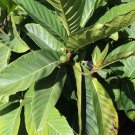 Super Ficus Habrophylla Rare Seeds Pcs 6 Apple a Roussettes h915 Giant Leaf