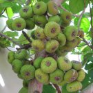 Super Roxburgh Fig Seed Seeds Pcs 8 Elephant Ear Fig Seed Ficus Auriculata h342