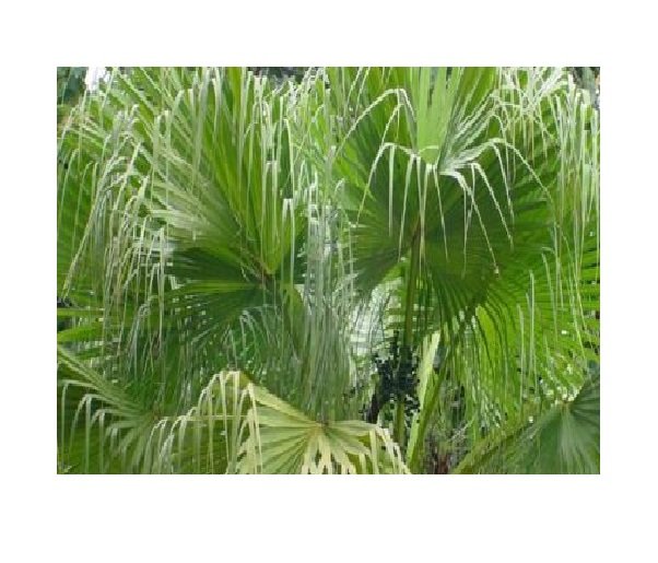 Super Seeds Samen Semi Seeds Pcs 5 Chinese Fan Palm Livistona Chinensis g742
