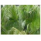 Super Seeds Samen Semi Seeds Pcs 5 Chinese Fan Palm Livistona Chinensis g742