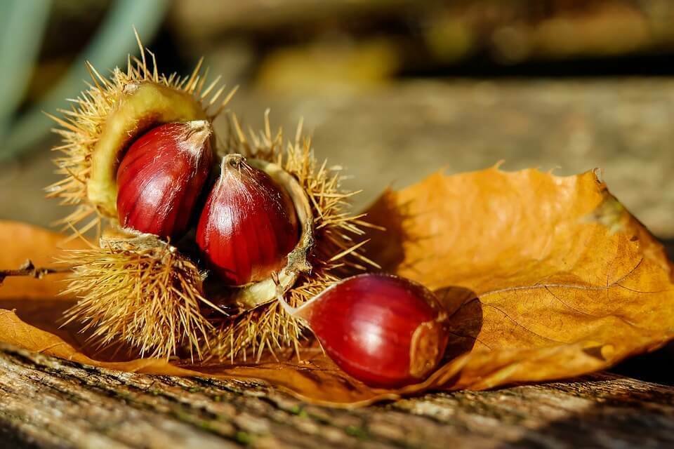 Super Sweet Chestnut Samen Seeds Pcs 3 Chestnut Castanea Sativa Bonsa&Atilde;&macr; e50