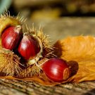 Super Sweet Chestnut Samen Seeds Pcs 3 Chestnut Castanea Sativa Bonsaï e50