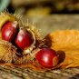 Super Sweet Chestnut Samen Seeds Pcs 3 Chestnut Castanea Sativa Bonsa&Atilde;&macr; e50