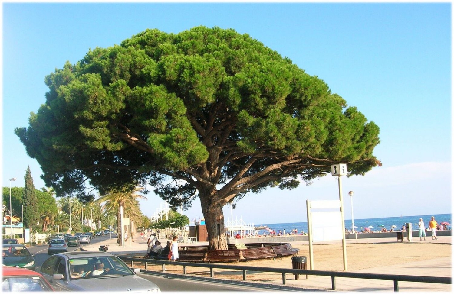 Super Pin g328 Samen Semi Semilla Seeds Pcs 5 Of Umbrella Pine