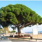 Super Pin g328 Samen Semi Semilla Seeds Pcs 5 Of Umbrella Pine