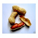Super Peanut Seeds Pcs 10 Peanut Peanut Hypogaea j557 Semi Seed