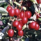 Super Cherry Silverberry Rare Seeds Pcs 3 Goumi Elaeagnus Multiflorah237