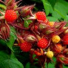 Super Japanese Wineberry Rare Seeds Pcs 4 Japanese Blackberry Rubus Phoenicolasius