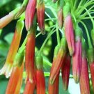 Super Seeds Rare Seeds Pcs 4 Of Iochroma Edule Sweetheart e73 Samen Semillas