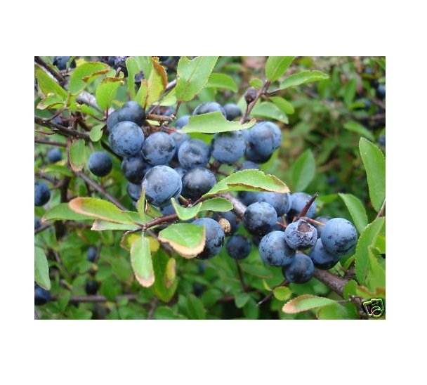 Super Sloe Seeds Pcs 8 Blackthorn Prunus Spinosa g516 Semillas Samen Sementes