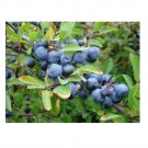 Super Sloe Seeds Pcs 8 Blackthorn Prunus Spinosa g516 Semillas Samen Sementes