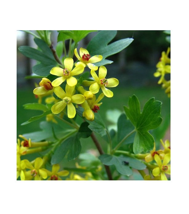 Super Golden Currant Rare Seeds Pcs 6 De Groseillier Dore Ribes Aureum