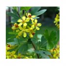 Super Golden Currant Rare Seeds Pcs 6 De Groseillier Dore Ribes Aureum