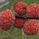Super Seeds Cudrania Tricuspidata Rare Seeds Pcs 4 China Cudrane g251