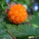 Super Salmonberry Rare Seeds Pcs 4 Of Admirable Brunch Rubus Spectabilis