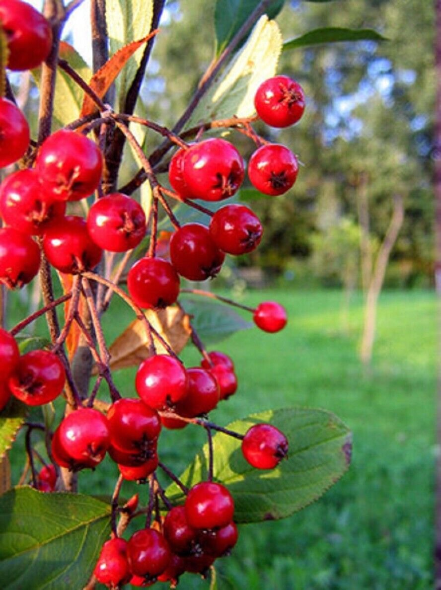 Super Red Fruit Chickenberry Seeds Pcs 25 Aronia Arbutifolia Brillantissima g872