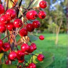 Super Red Fruit Chickenberry Seeds Pcs 25 Aronia Arbutifolia Brillantissima g872