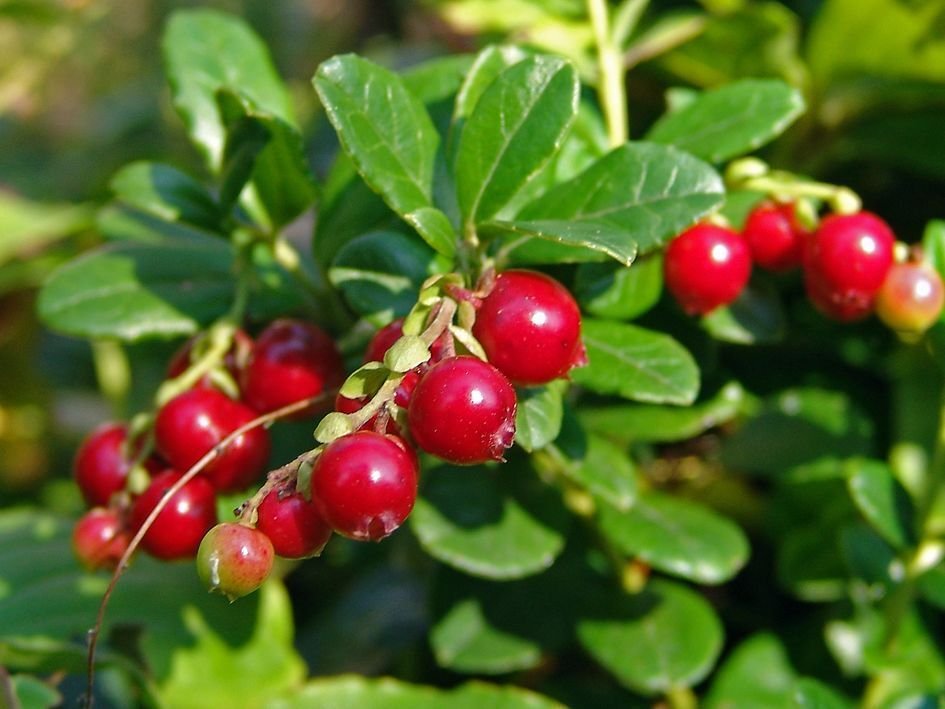 Super h460 Lingonberry Seeds Pcs 20 Grains d' Airelle Rouge Vaccinium Vitis Idaea