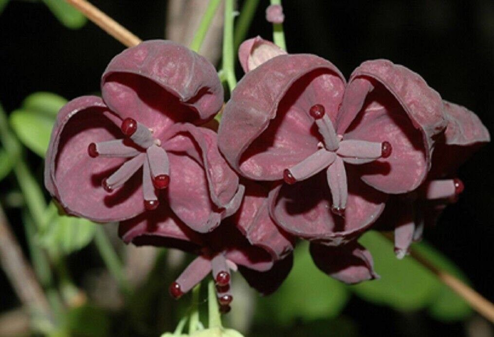 Super g178 Chocolate Vine Seeds Pcs 5 Chocolate Vine Akebia Trifoliata